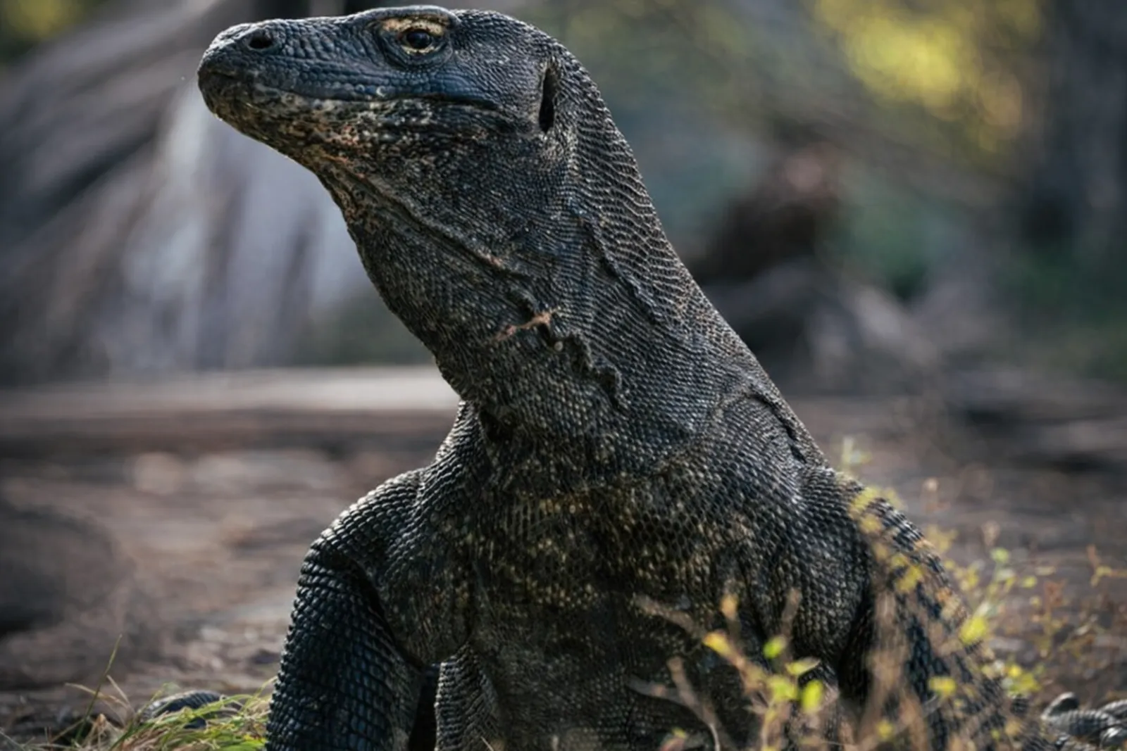 Komodo dragon raising its head in the Komodo National Park scrub