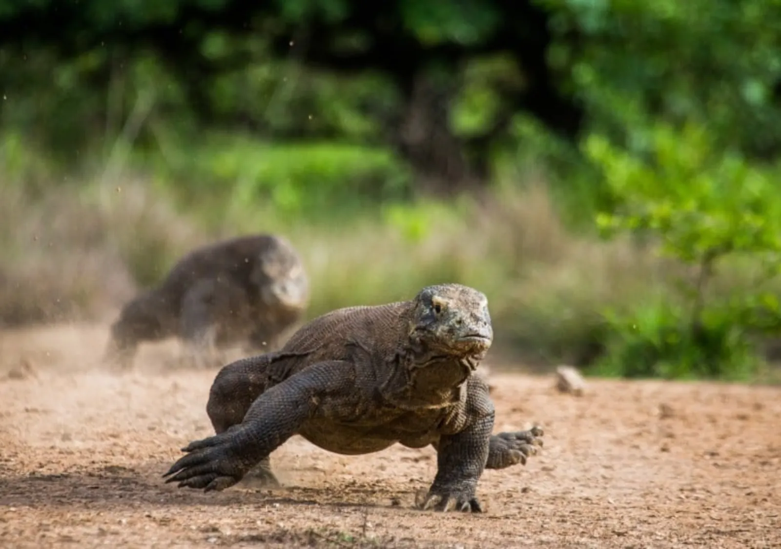 Komodo dragon walking across dry ground on Rinca Island