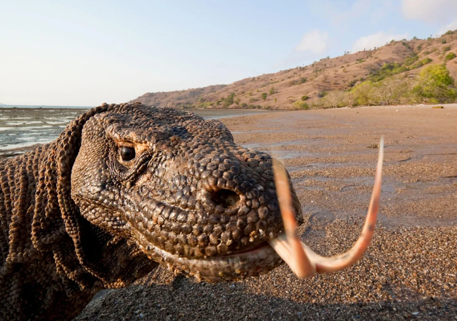 Close-up of a Komodo dragon flicking its forked tongue on Komodo Island