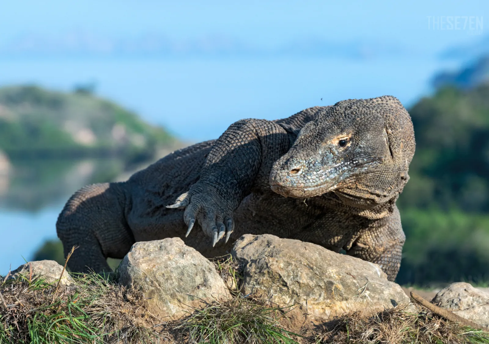 Komodo dragon resting on rocks in the Komodo National Park savannah