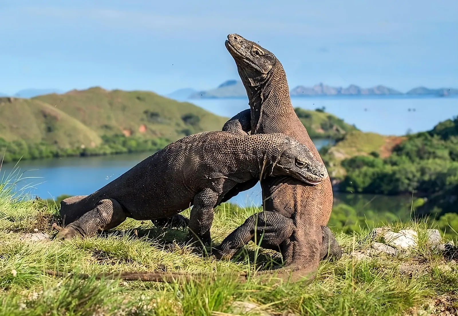 Komodo dragon standing on a grass ridge above the sea on Komodo Island