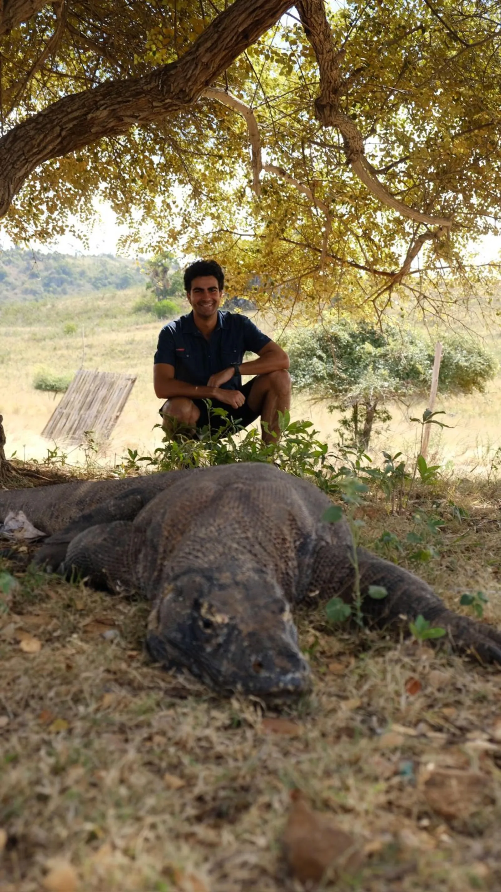 Komodo dragon in the dry savannah grass of Komodo National Park