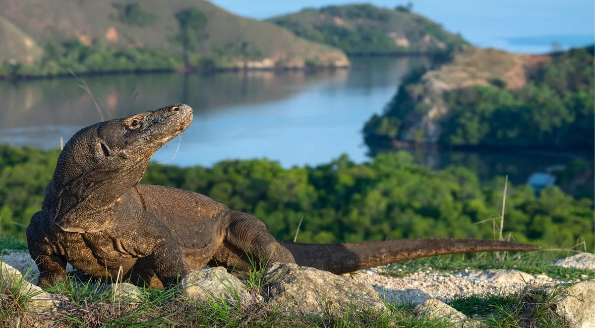Komodo dragon on a headland above the sea in Komodo National Park